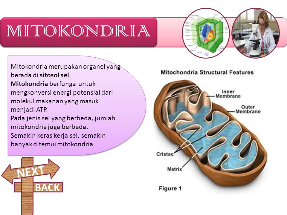 MITOKONDRIA Mitokondria merupakan organel yang berada di sitosol sel.