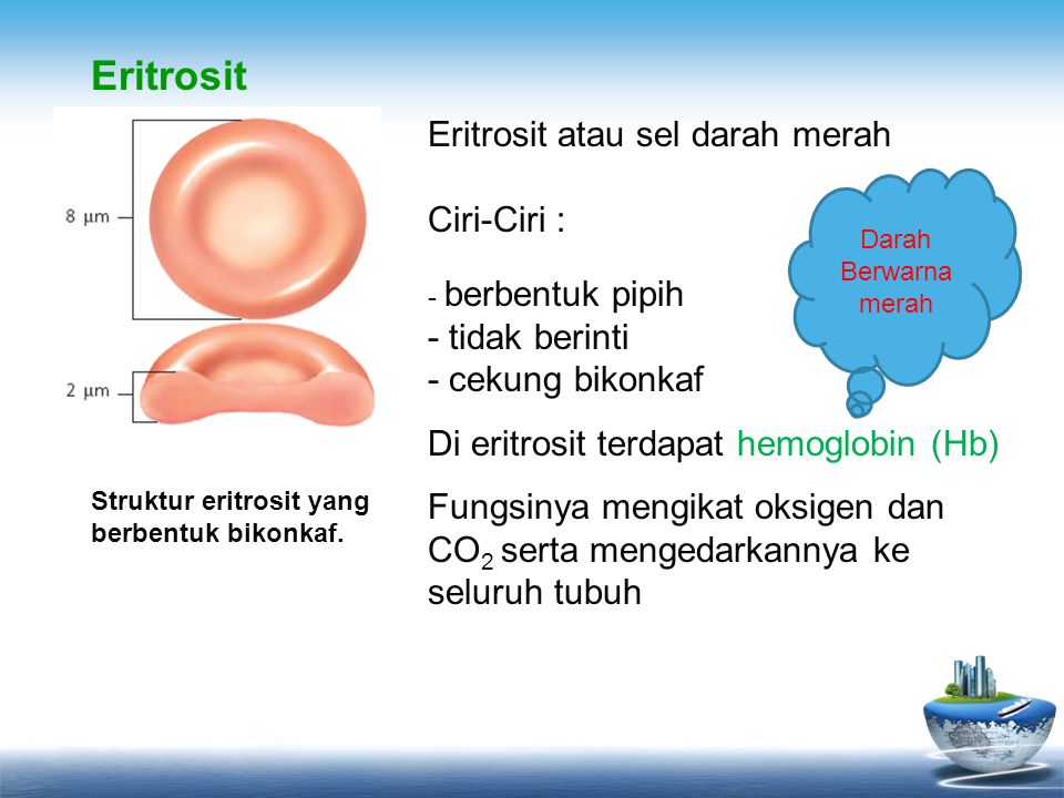Eritrosit Eritrosit atau sel darah merah Ciri-Ciri : - berbentuk pipih - tidak berinti - cekung bikonkaf.