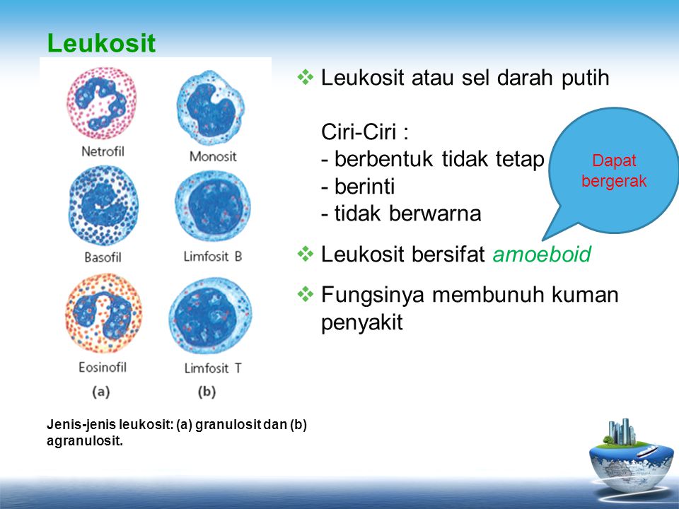Leukosit Leukosit atau sel darah putih Ciri-Ciri : - berbentuk tidak tetap - berinti - tidak berwarna.