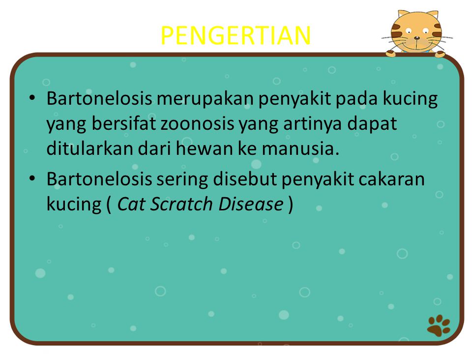 PENGERTIAN Bartonelosis merupakan penyakit pada kucing yang bersifat zoonosis yang artinya dapat ditularkan dari hewan ke manusia.
