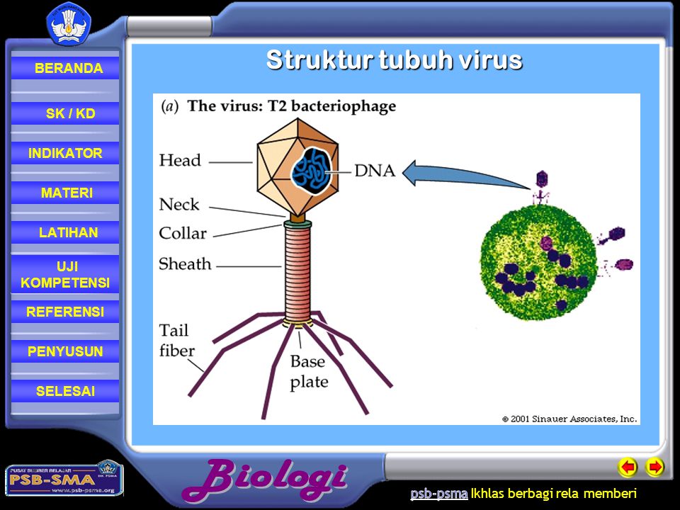 Struktur tubuh virus