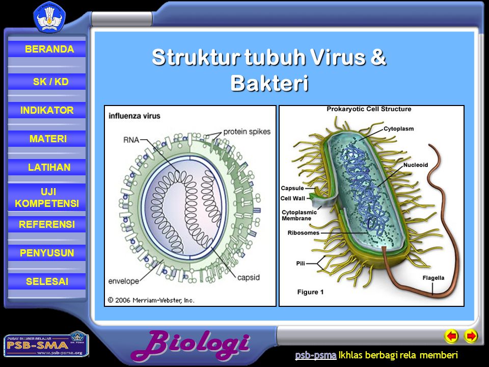 Struktur tubuh Virus & Bakteri
