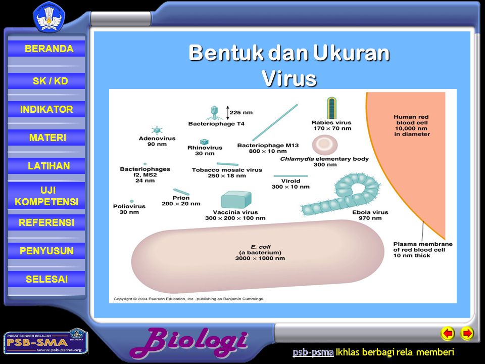 Bentuk dan Ukuran Virus