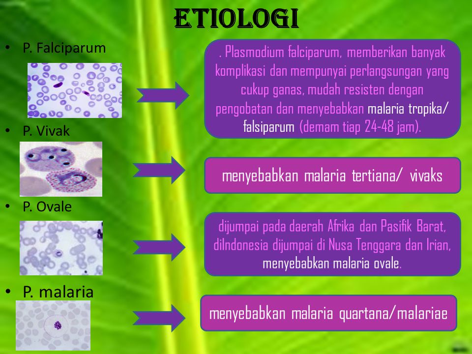Etiologi P. malaria menyebabkan malaria tertiana/ vivaks