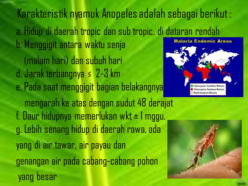Karakteristik nyamuk Anopeles adalah sebagai berikut :