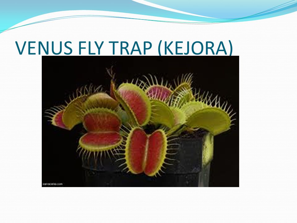 VENUS FLY TRAP (KEJORA)