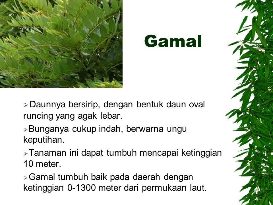 Gamal Daunnya bersirip, dengan bentuk daun oval runcing yang agak lebar. Bunganya cukup indah, berwarna ungu keputihan.