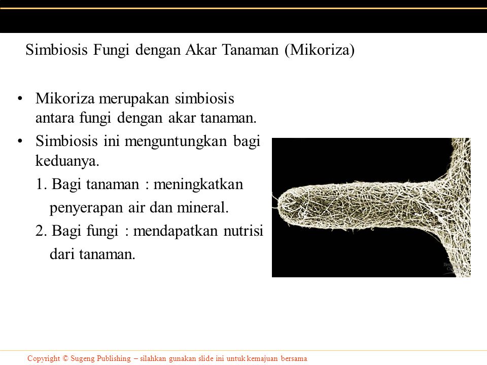 Simbiosis Fungi dengan Akar Tanaman (Mikoriza)