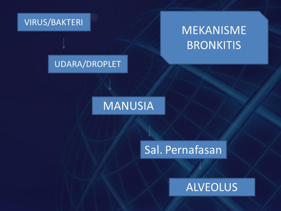 MEKANISME BRONKITIS MANUSIA Sal. Pernafasan ALVEOLUS VIRUS/BAKTERI