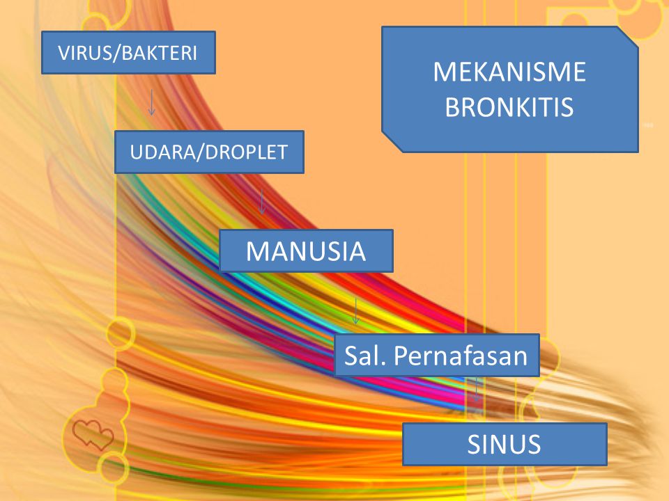 MEKANISME BRONKITIS MANUSIA Sal. Pernafasan SINUS VIRUS/BAKTERI
