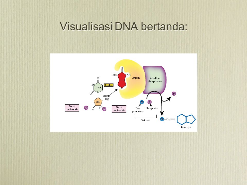 Visualisasi DNA bertanda: