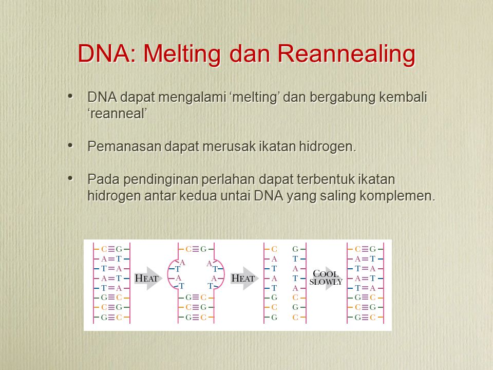 DNA: Melting dan Reannealing