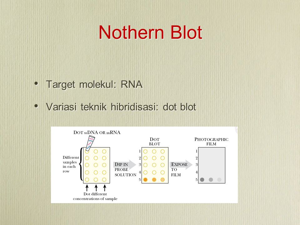 Nothern Blot Target molekul: RNA Variasi teknik hibridisasi: dot blot