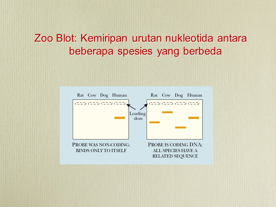 Zoo Blot: Kemiripan urutan nukleotida antara beberapa spesies yang berbeda