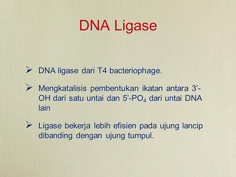 DNA Ligase DNA ligase dari T4 bacteriophage.