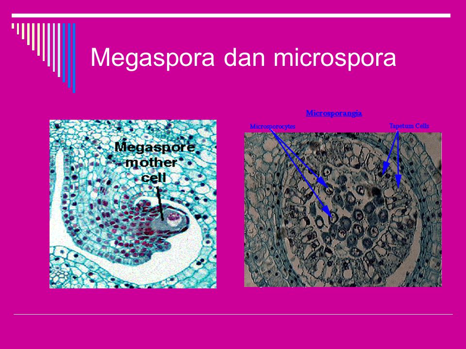 Megaspora dan microspora