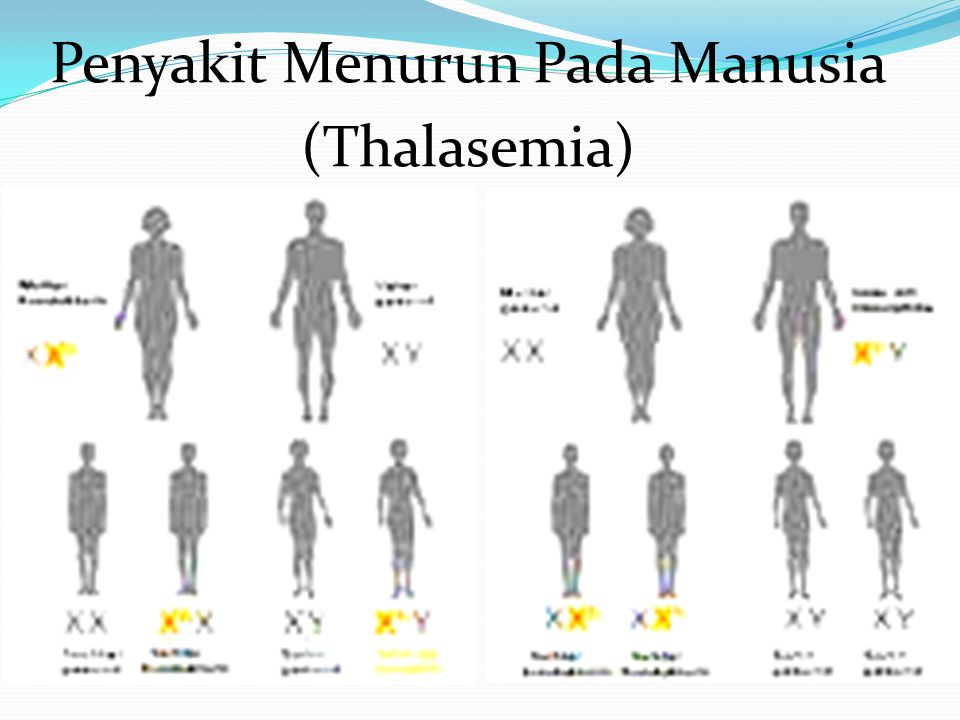 Penyakit Menurun Pada Manusia (Thalasemia)