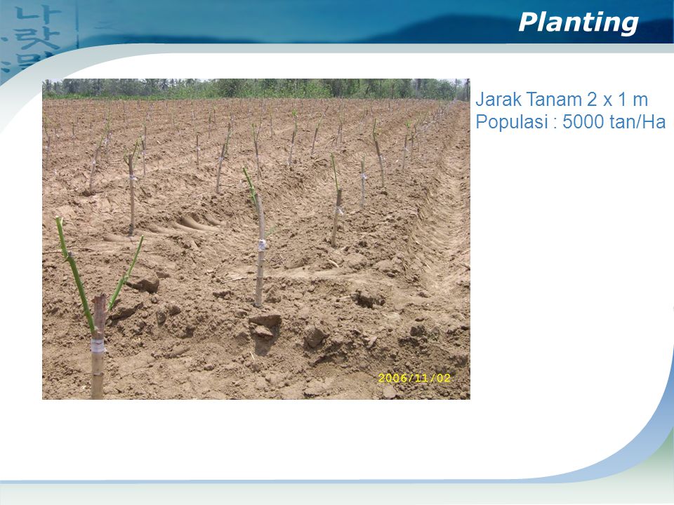 Planting Jarak Tanam 2 x 1 m Populasi : 5000 tan/Ha