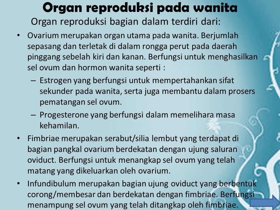 Organ reproduksi pada wanita