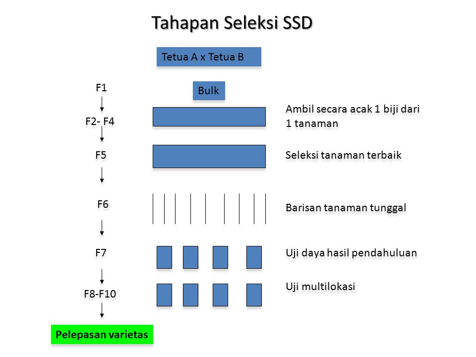 Tahapan Seleksi SSD Tetua A x Tetua B Bulk F1 F2- F4
