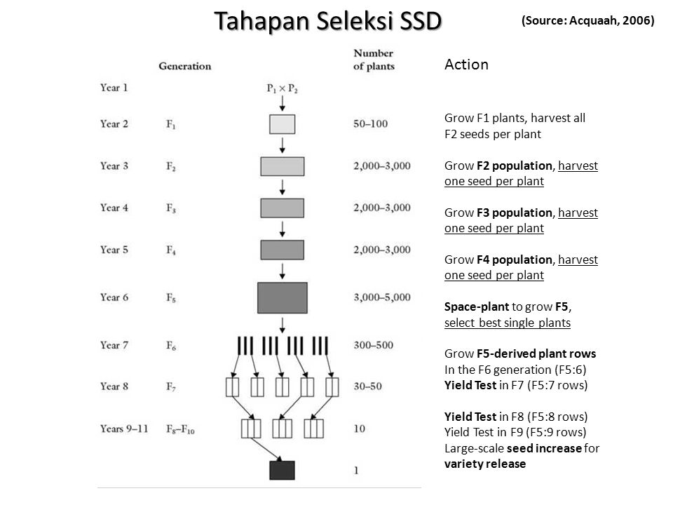 Tahapan Seleksi SSD Action (Source: Acquaah, 2006)