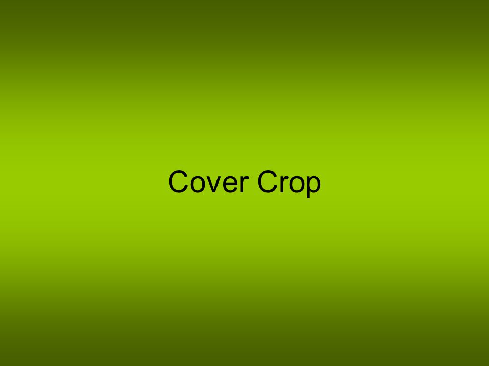 Cover Crop