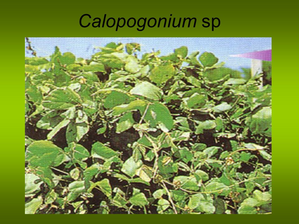 Calopogonium sp