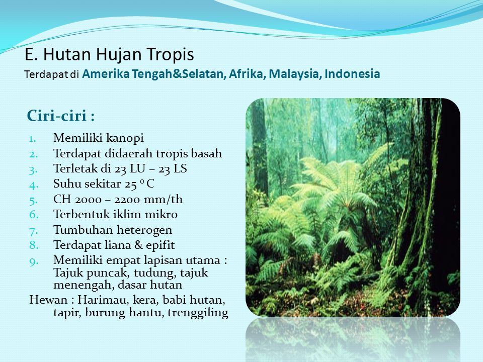 E. Hutan Hujan Tropis Terdapat di Amerika Tengah&Selatan, Afrika, Malaysia, Indonesia