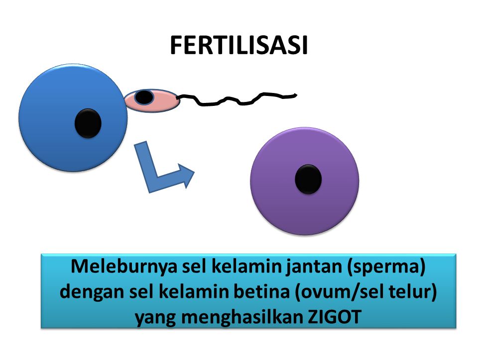 FERTILISASI Meleburnya sel kelamin jantan (sperma) dengan sel kelamin betina (ovum/sel telur) yang menghasilkan ZIGOT.