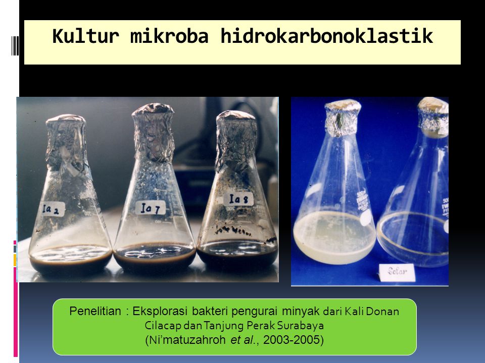 Kultur mikroba hidrokarbonoklastik