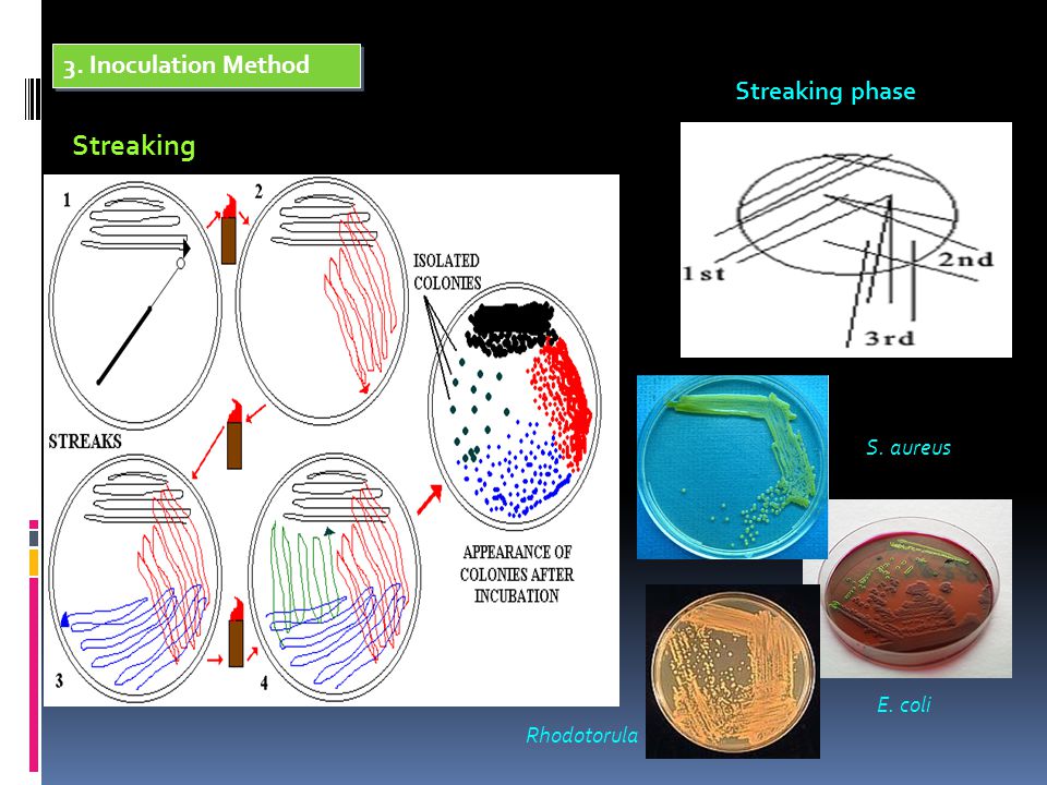 Streaking 3. Inoculation Method Streaking phase S. aureus E. coli