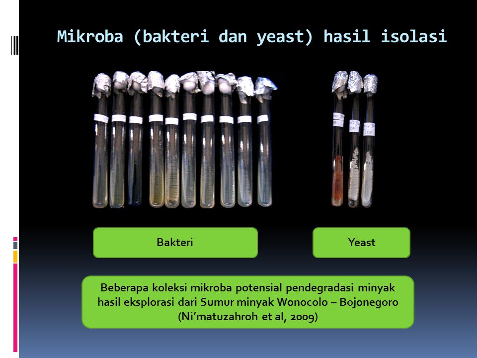 Mikroba (bakteri dan yeast) hasil isolasi