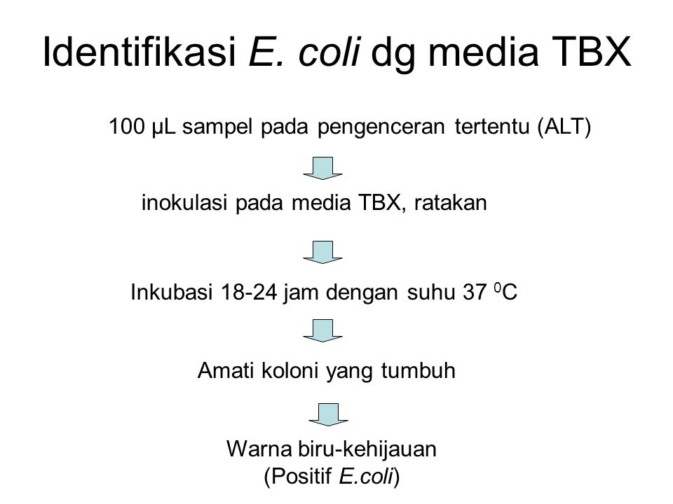 Identifikasi E. coli dg media TBX