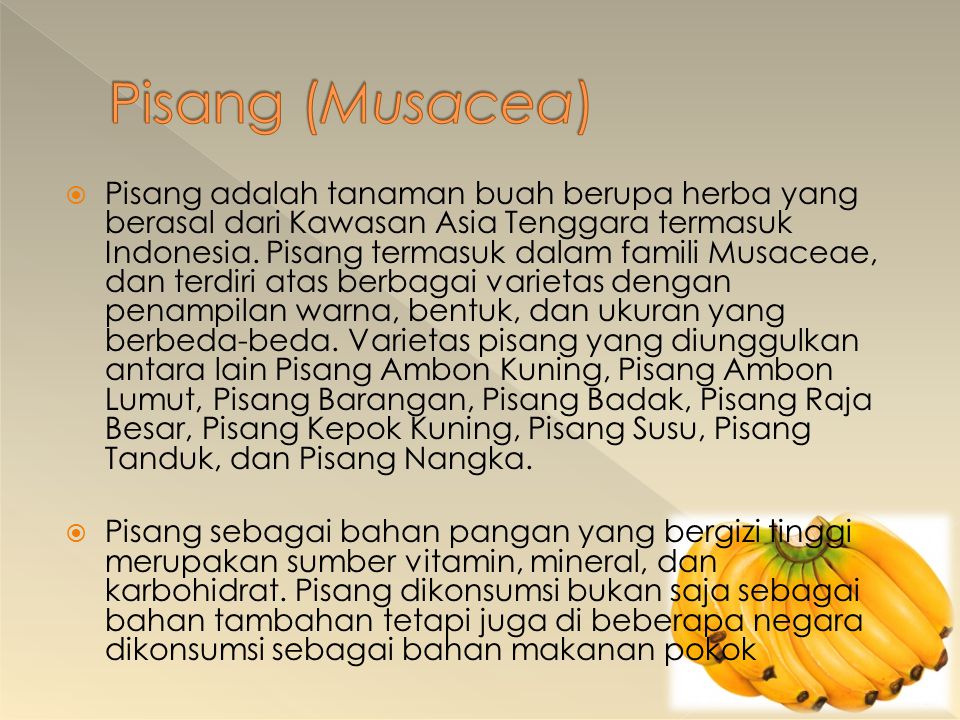 Pisang (Musacea)