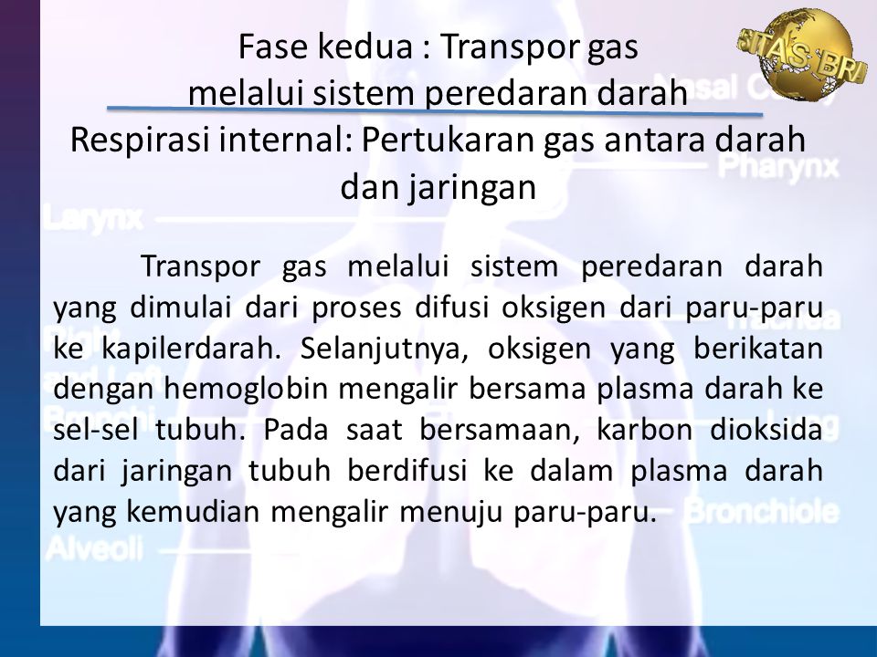 Fase kedua : Transpor gas melalui sistem peredaran darah Respirasi internal: Pertukaran gas antara darah dan jaringan