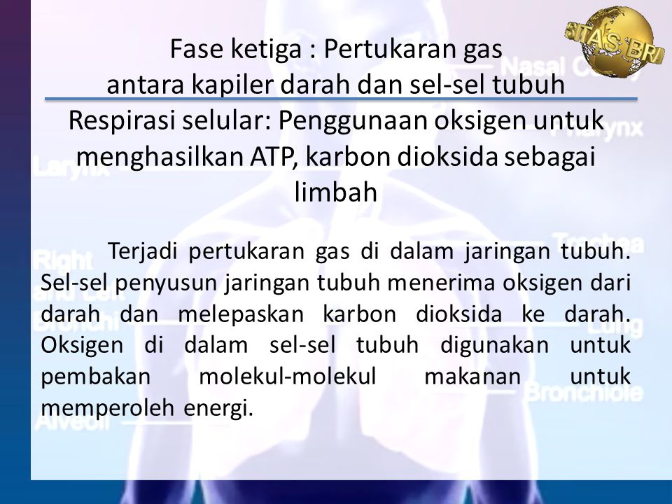 Fase ketiga : Pertukaran gas antara kapiler darah dan sel-sel tubuh Respirasi selular: Penggunaan oksigen untuk menghasilkan ATP, karbon dioksida sebagai limbah