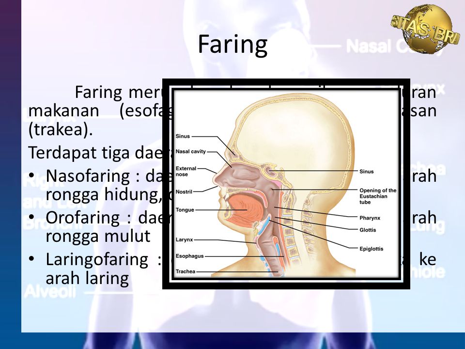 Faring Faring merupakan daerah persilangan saluran makanan (esofagus) dan saluran pernapasan (trakea).