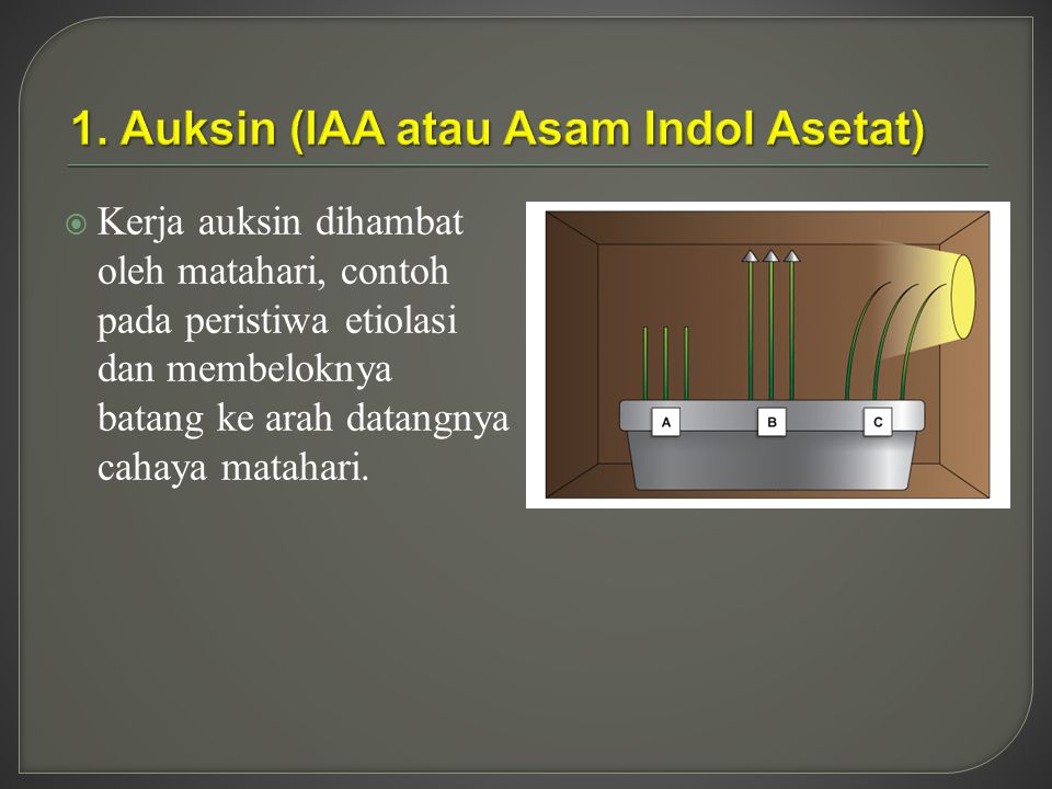 1. Auksin (IAA atau Asam Indol Asetat)