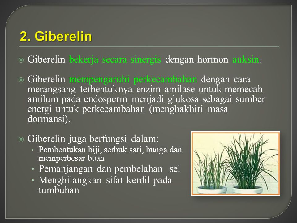 2. Giberelin Giberelin bekerja secara sinergis dengan hormon auksin.