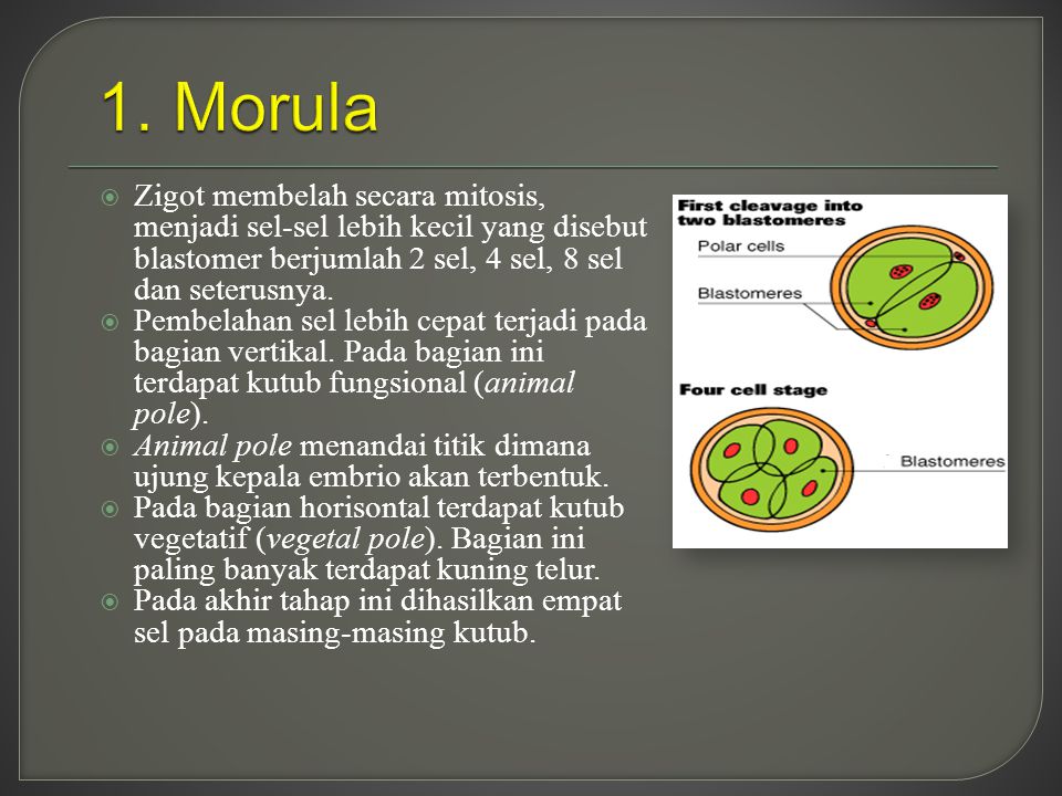 1. Morula Zigot membelah secara mitosis, menjadi sel-sel lebih kecil yang disebut blastomer berjumlah 2 sel, 4 sel, 8 sel dan seterusnya.