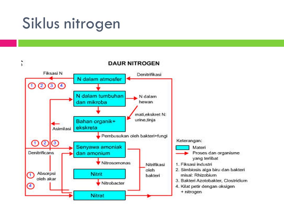 Siklus nitrogen