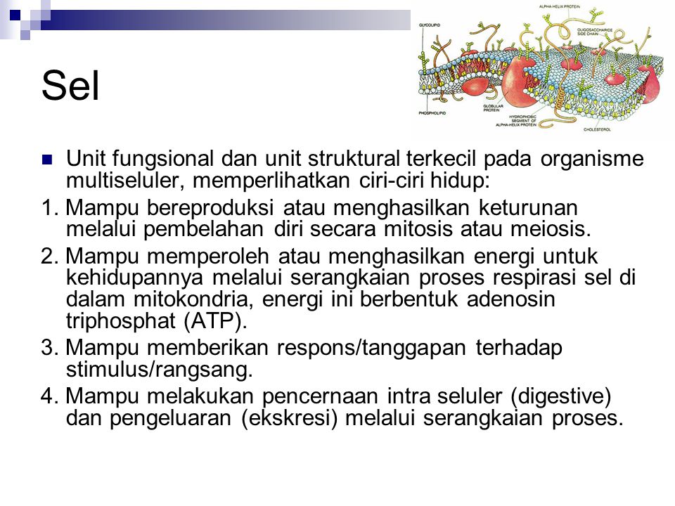 Sel Unit fungsional dan unit struktural terkecil pada organisme multiseluler, memperlihatkan ciri-ciri hidup: