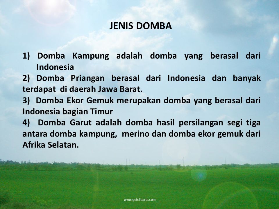 JENIS DOMBA 1) Domba Kampung adalah domba yang berasal dari Indonesia