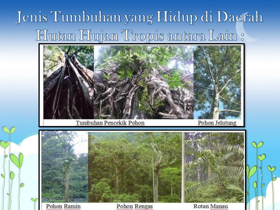 Jenis Tumbuhan yang Hidup di Daerah Hutan Hujan Tropis antara Lain :