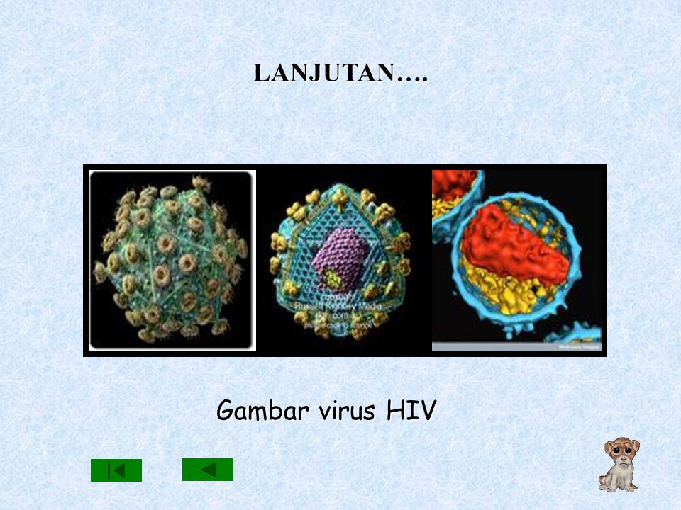 LANJUTAN…. Gambar virus HIV
