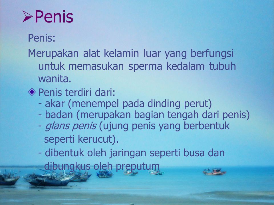 Penis Penis: Merupakan alat kelamin luar yang berfungsi untuk memasukan sperma kedalam tubuh wanita.
