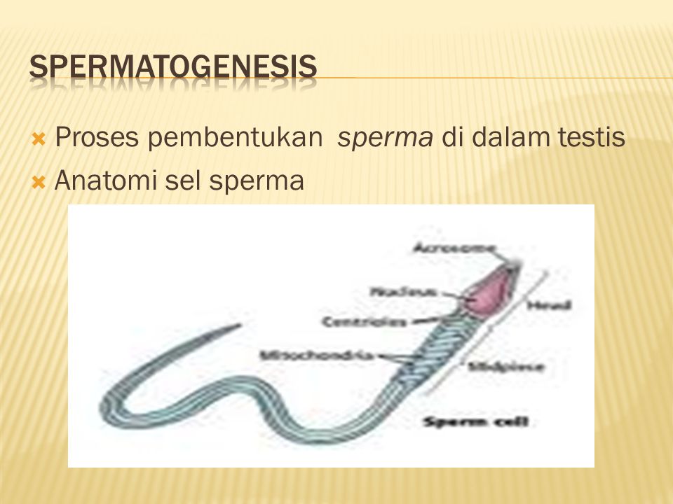 Spermatogenesis Proses pembentukan sperma di dalam testis