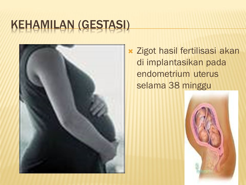 KEHAMILAN (GESTASI) Zigot hasil fertilisasi akan di implantasikan pada endometrium uterus selama 38 minggu.