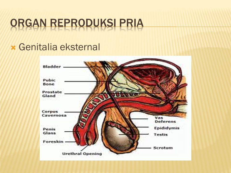 Organ Reproduksi Pria Genitalia eksternal