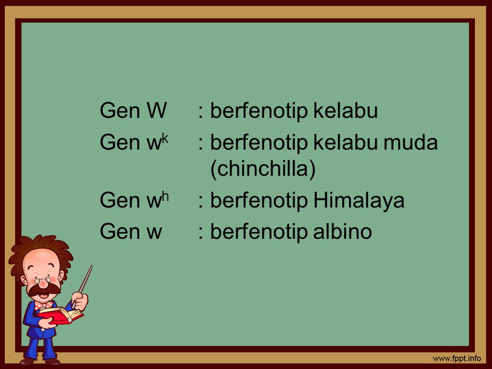 Gen W : berfenotip kelabu